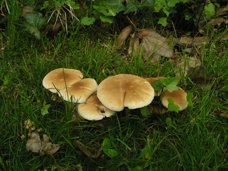 altro sopralluogo nei parchi